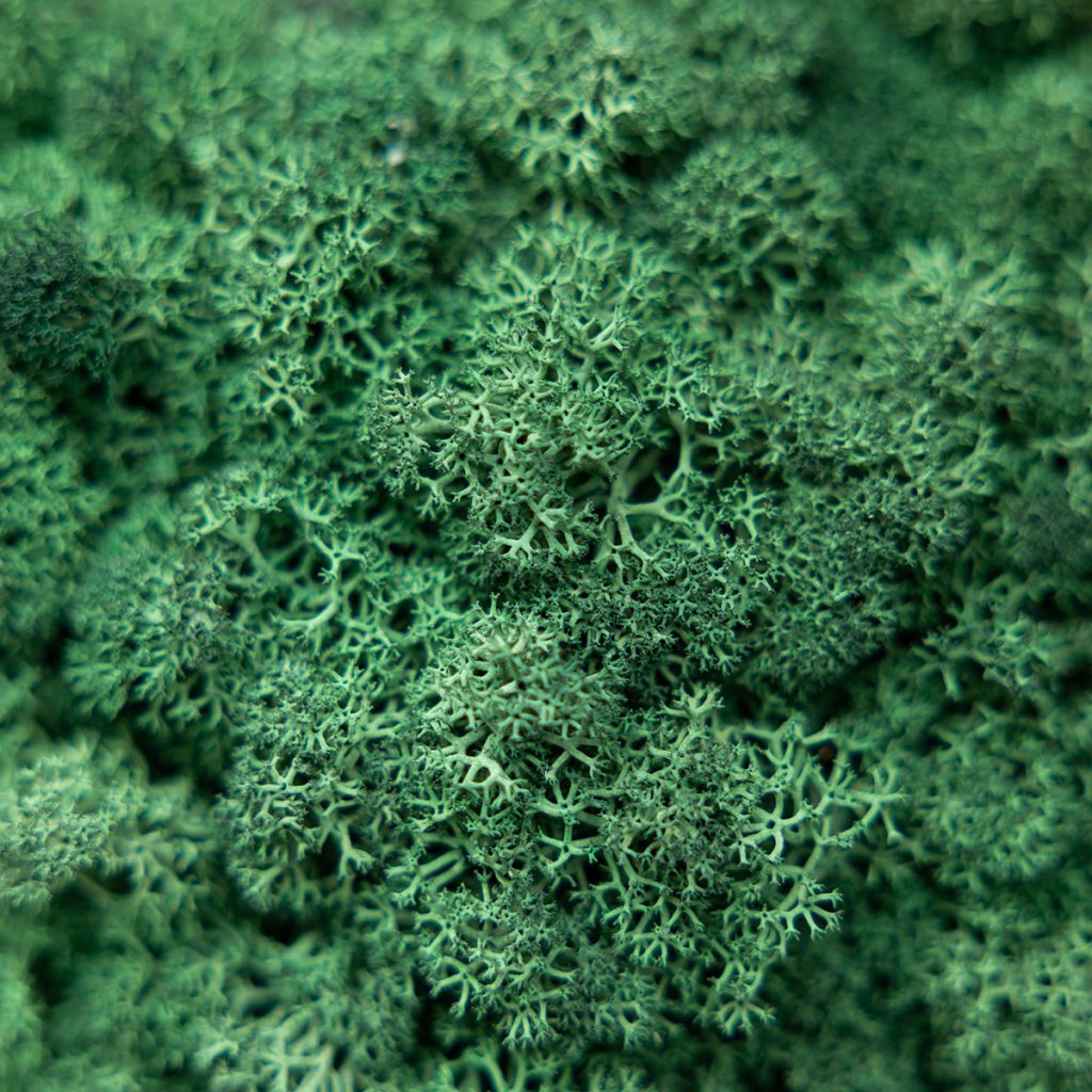 Bild 2 von 4 in der Moospaneele Galerie